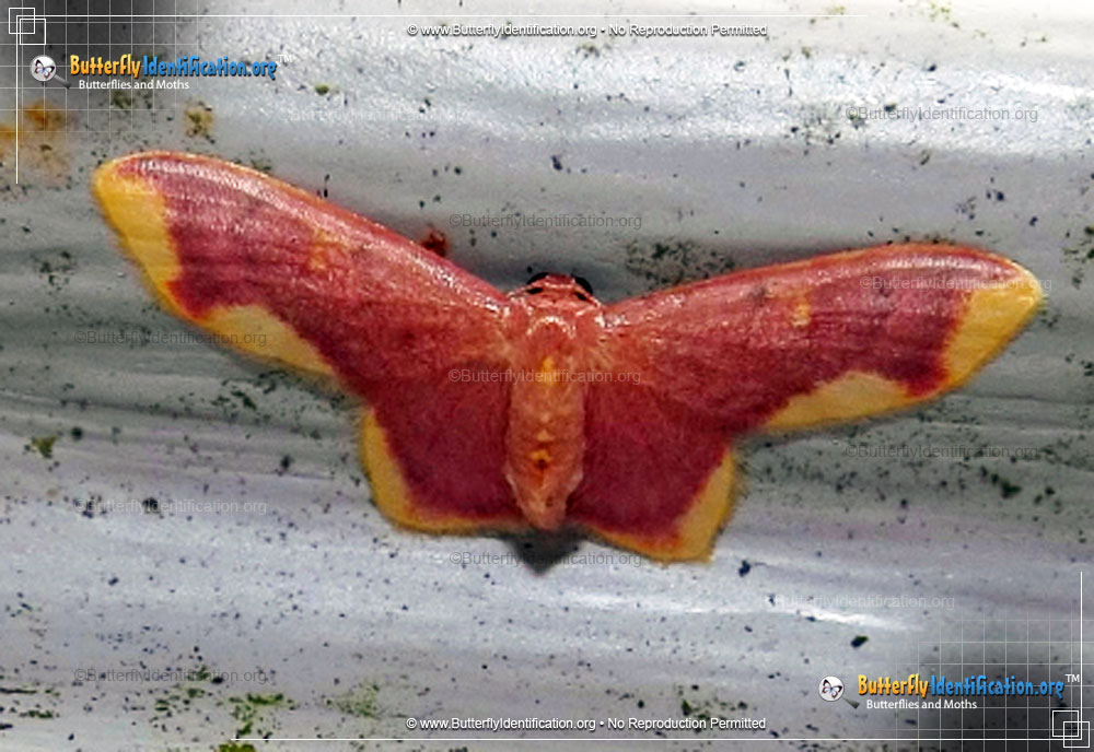 Full-sized image #1 of the Stained Lophosis Moth