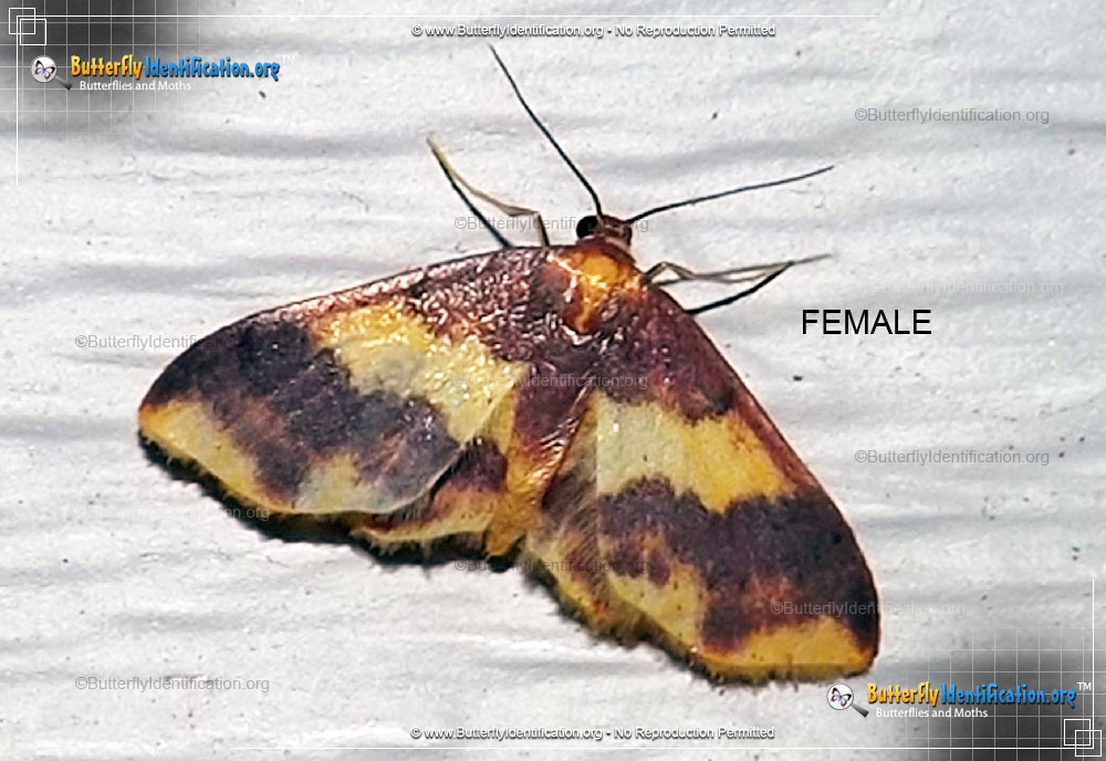 Full-sized image #2 of the Stained Lophosis Moth