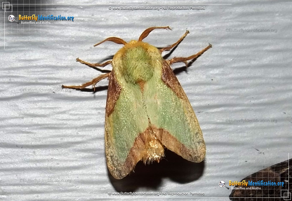 Full-sized image #1 of the Stinging Rose Caterpillar Moth