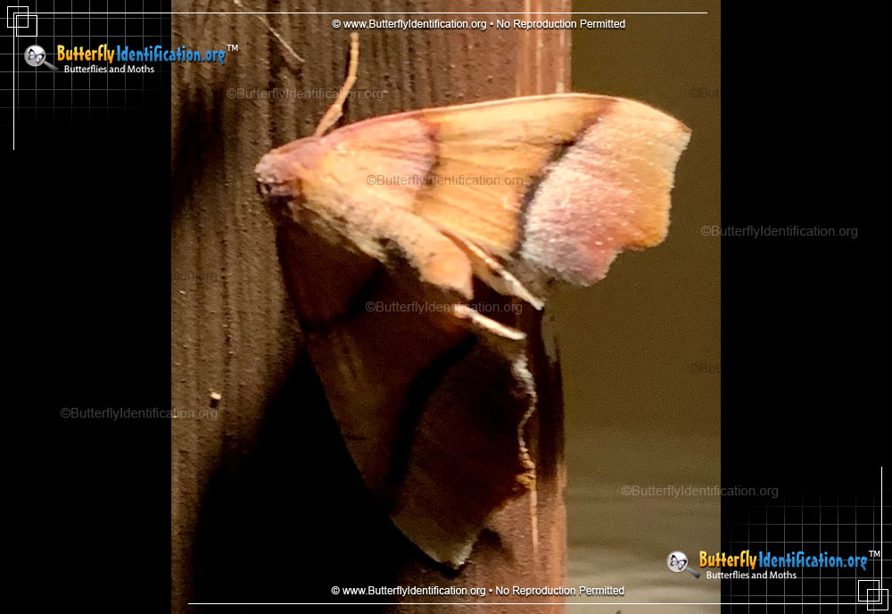 Full-sized image #2 of the Straight-lined Plagodis Moth