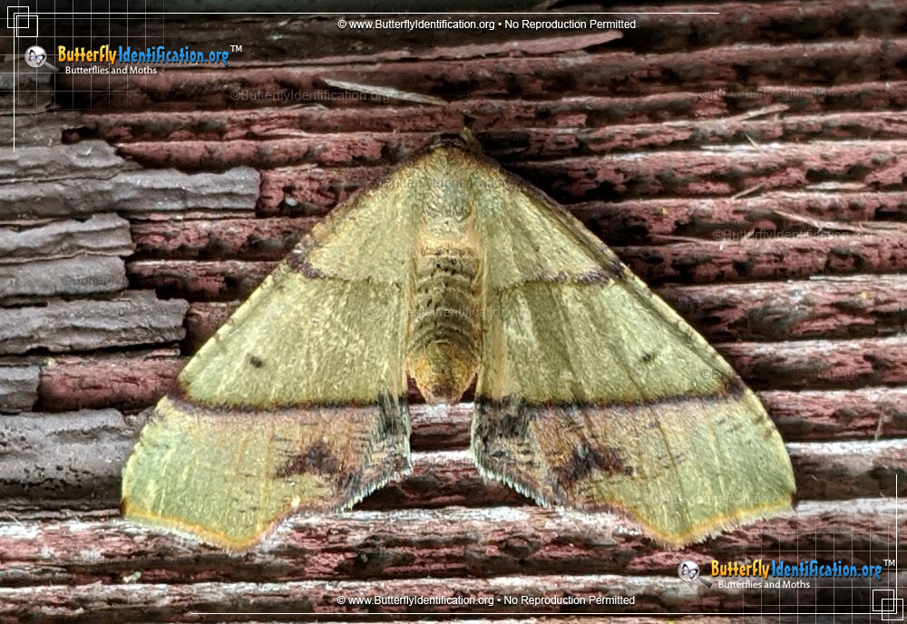 Full-sized image #1 of the Straight-lined Plagodis Moth