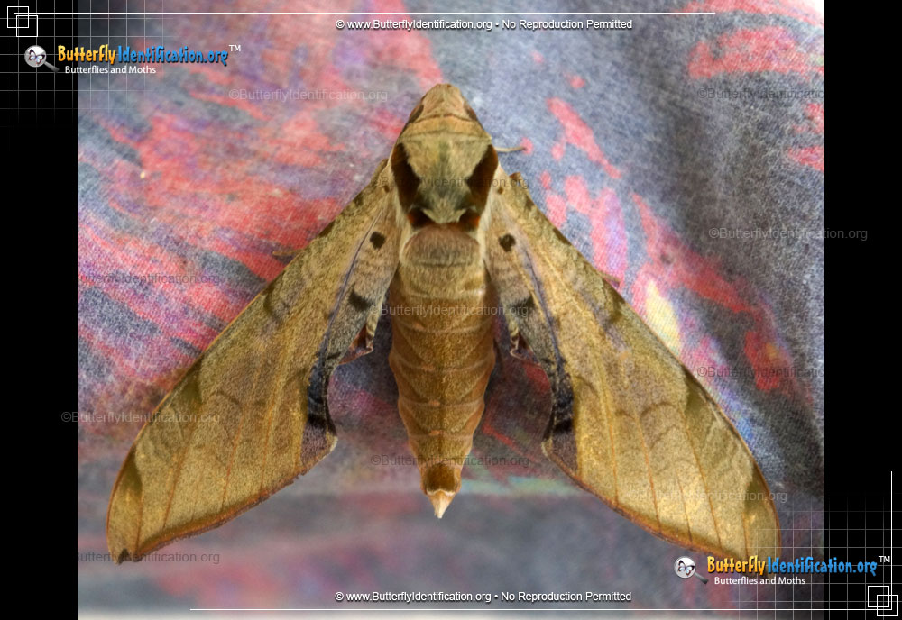 Full-sized image #1 of the Streaked Sphinx Moth