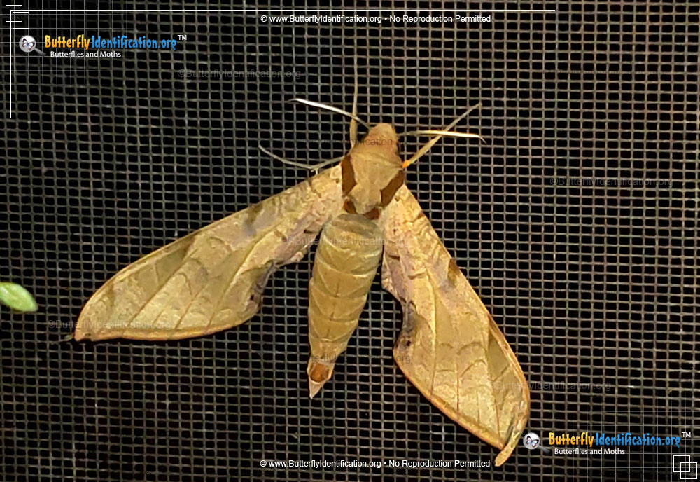 Full-sized image #2 of the Streaked Sphinx Moth