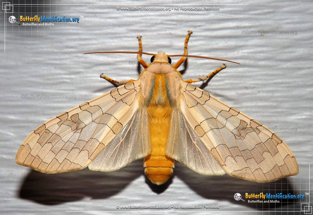 Full-sized image #1 of the Sycamore Tussock Moth