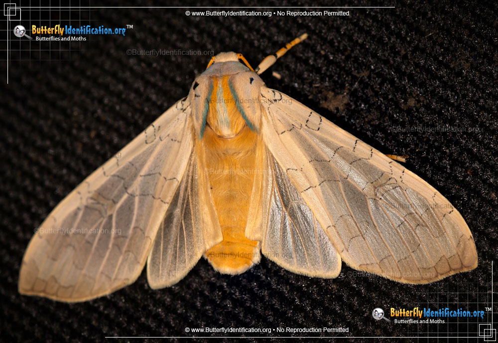 Full-sized image #5 of the Sycamore Tussock Moth