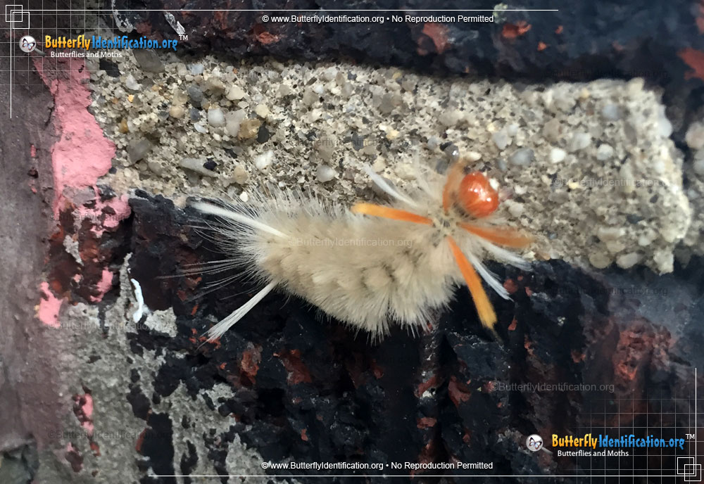 Full-sized caterpillar image of the Sycamore Tussock Moth