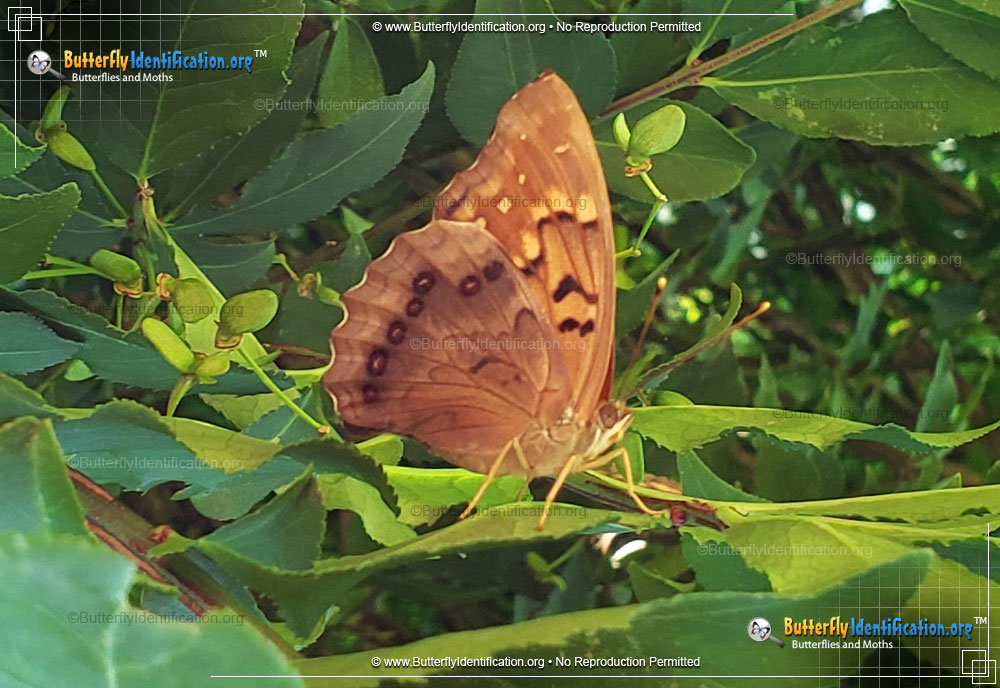 Full-sized image #3 of the Tawny Emperor Butterfly