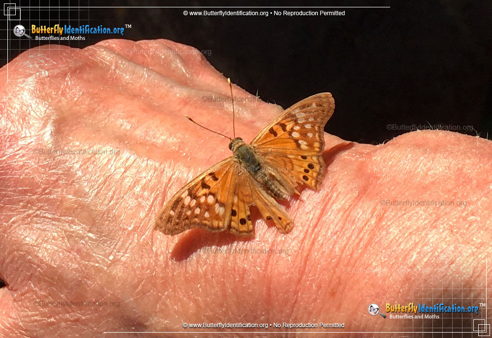 Full-sized image #5 of the Tawny Emperor Butterfly