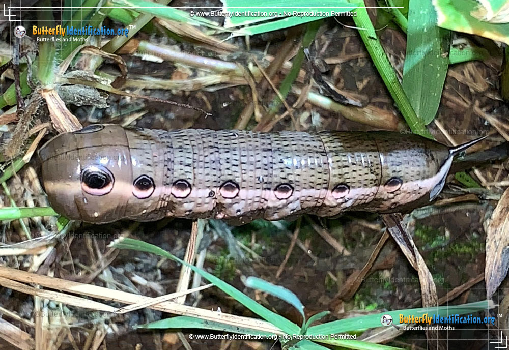 Full-sized caterpillar image of the Tersa Sphinx Moth