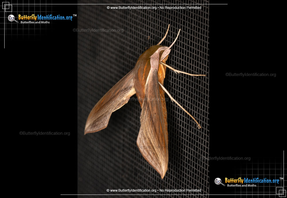Full-sized image #3 of the Tersa Sphinx Moth
