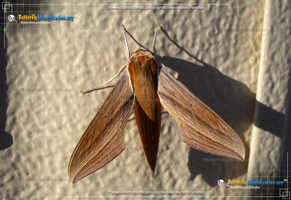 Full-sized image #5 of the Tersa Sphinx Moth