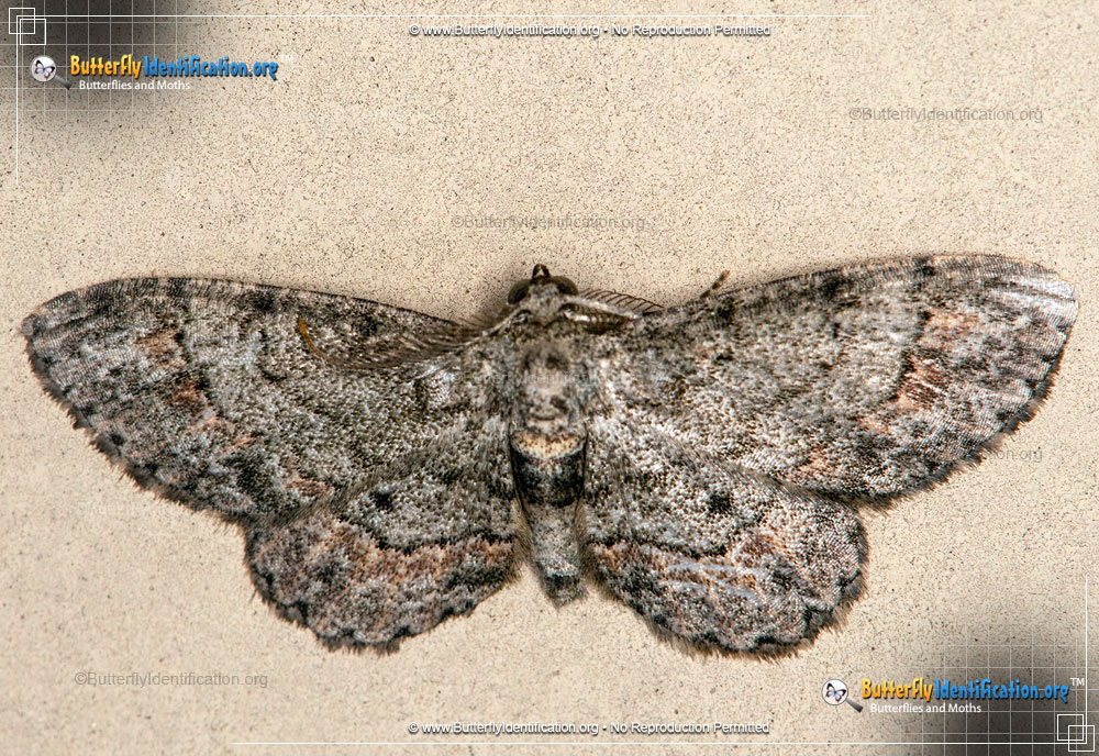 Full-sized image #1 of the Texas Gray