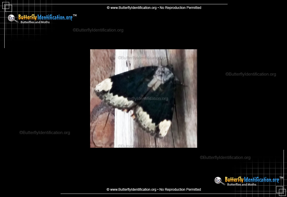 Full-sized image #1 of the The Betrothed Moth