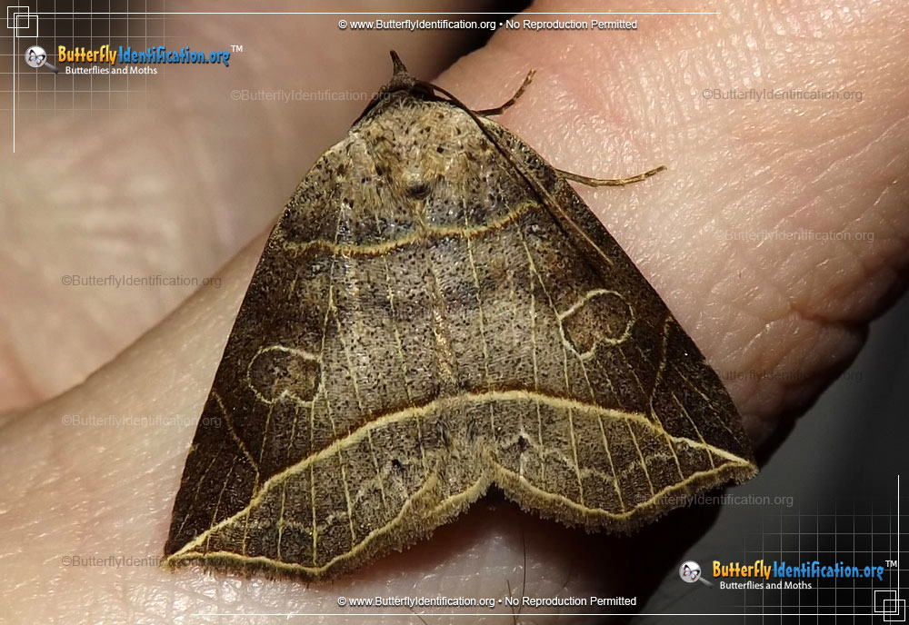 Full-sized image #1 of the Thin-lined Owlet Moth