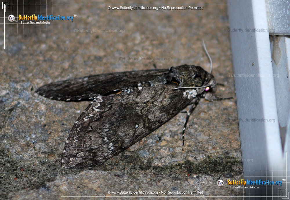 Full-sized image #4 of the Tobacco Hornworm Moth