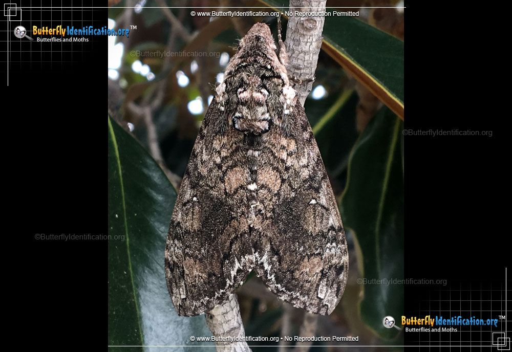 Full-sized image #5 of the Tobacco Hornworm Moth