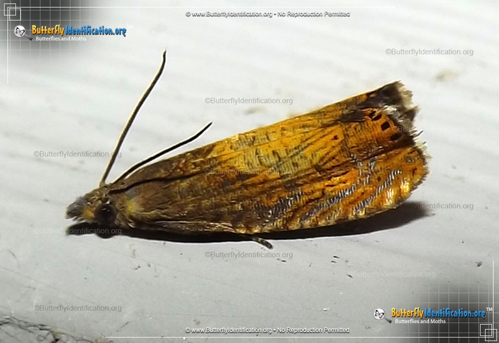 Full-sized image #1 of the Tortricid Moth