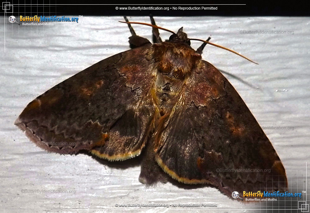 Full-sized image #1 of the Tufted Thyatirin Moth