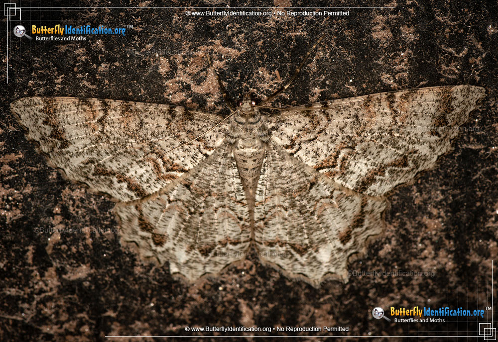 Full-sized image #2 of the Tulip-tree Beauty Moth