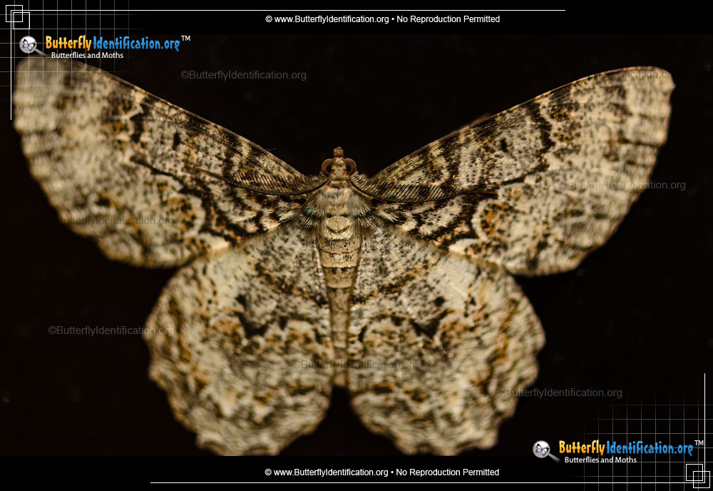 Full-sized image #3 of the Tulip-tree Beauty Moth