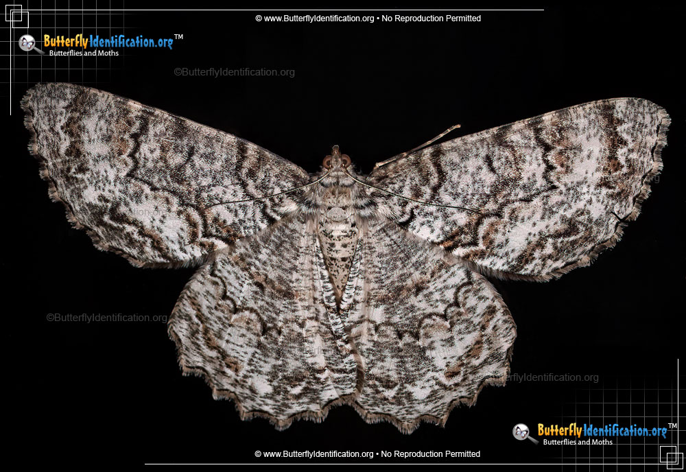 Full-sized image #1 of the Tulip-tree Beauty Moth