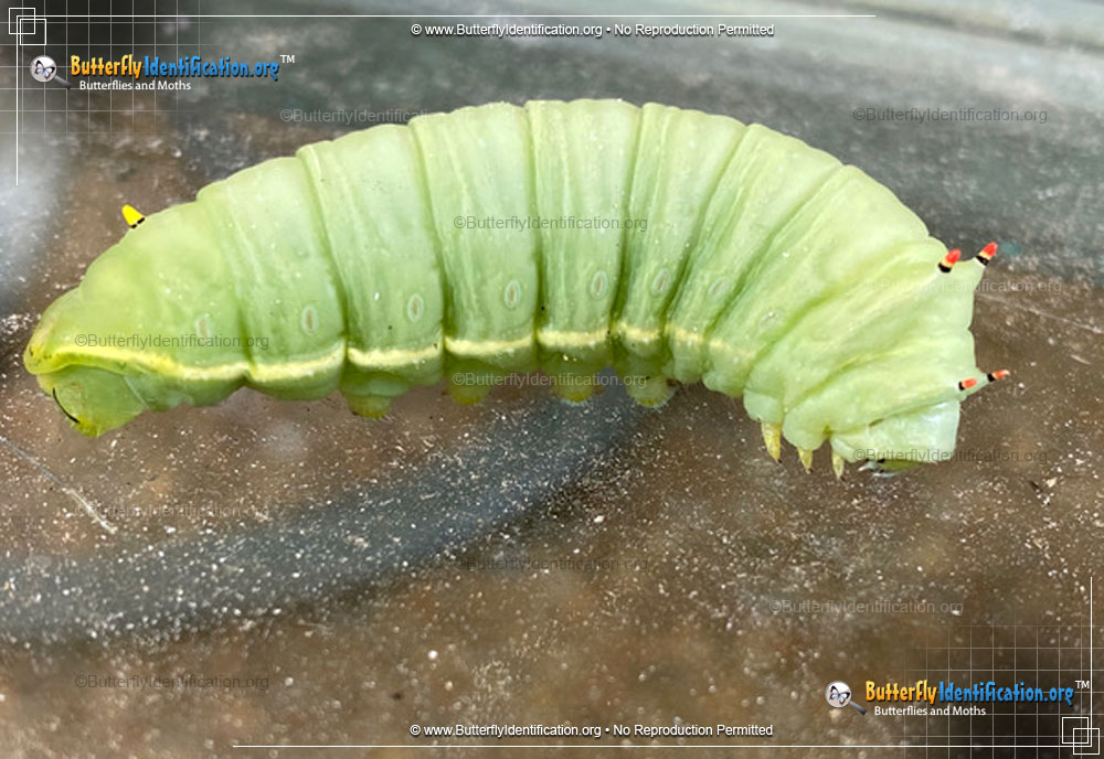Full-sized caterpillar image of the Tulip-tree Silkmoth