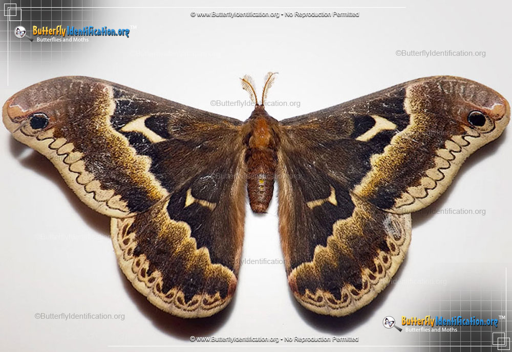 Full-sized image #1 of the Tulip-tree Silkmoth