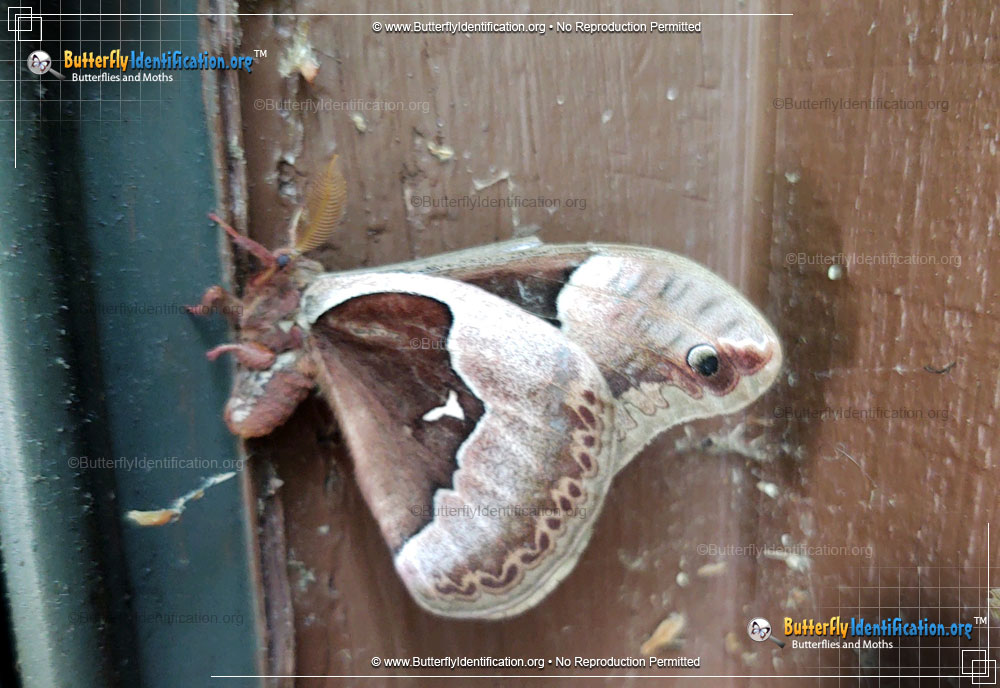 Full-sized image #3 of the Tulip-tree Silkmoth
