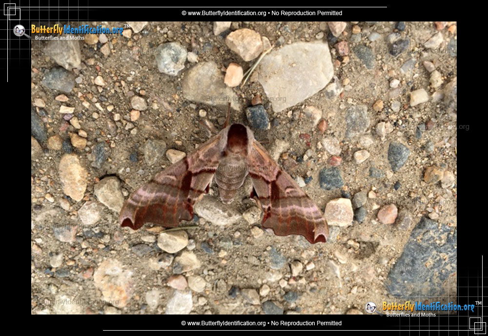 Full-sized image #1 of the Twin-spotted Sphinx Moth