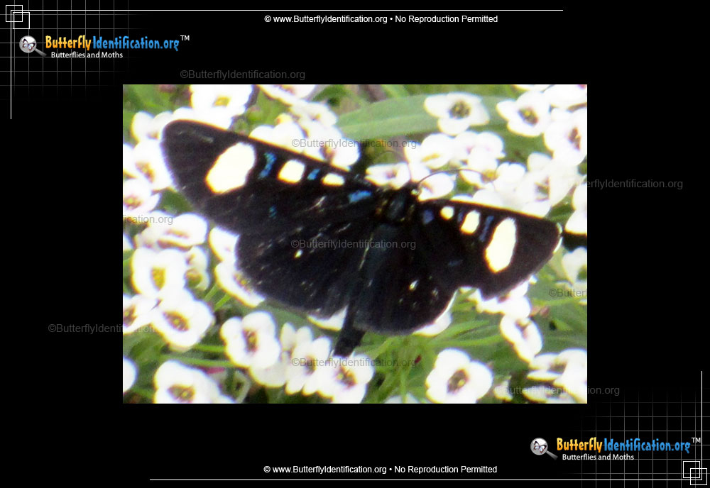 Full-sized image #1 of the Two-spotted Forester Moth
