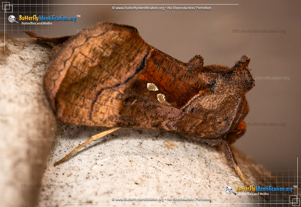 Full-sized image #1 of the Two-spotted Looper