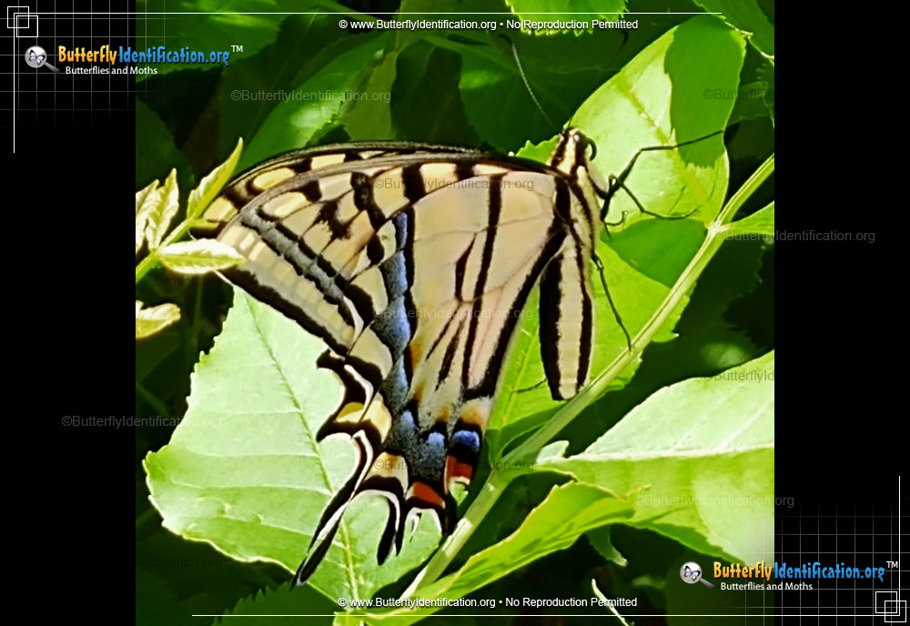 Full-sized image #2 of the Two-tailed Swallowtail