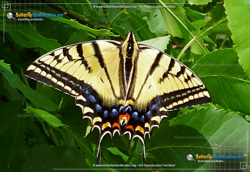 Full-sized image #1 of the Two-tailed Swallowtail