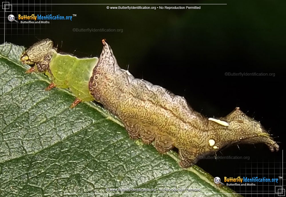 Full-sized image #2 of the Unicorn Caterpillar Moth