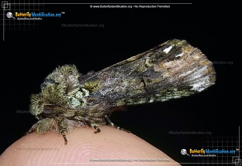 Full-sized image #1 of the Unicorn Caterpillar Moth
