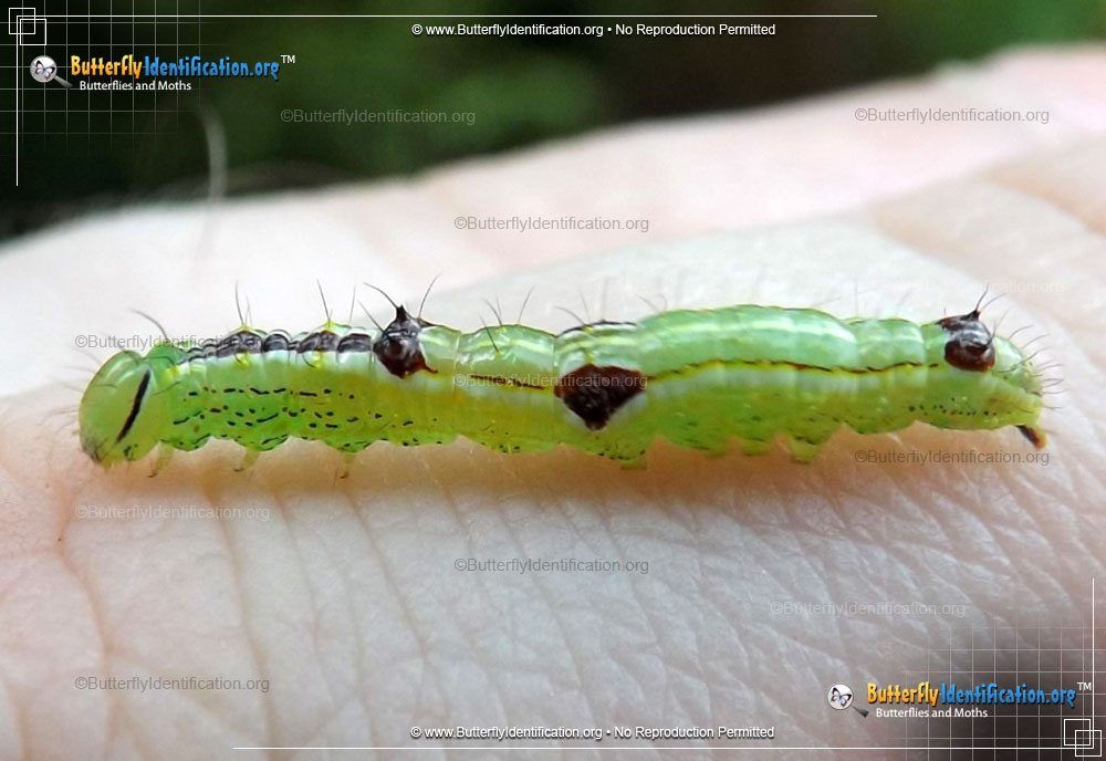 Full-sized image #1 of the Variable Oakleaf Caterpillar Moth