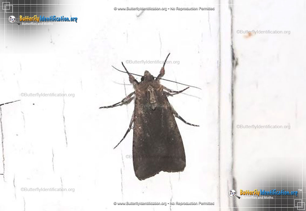Full-sized image #1 of the Variegated Cutworm Moth