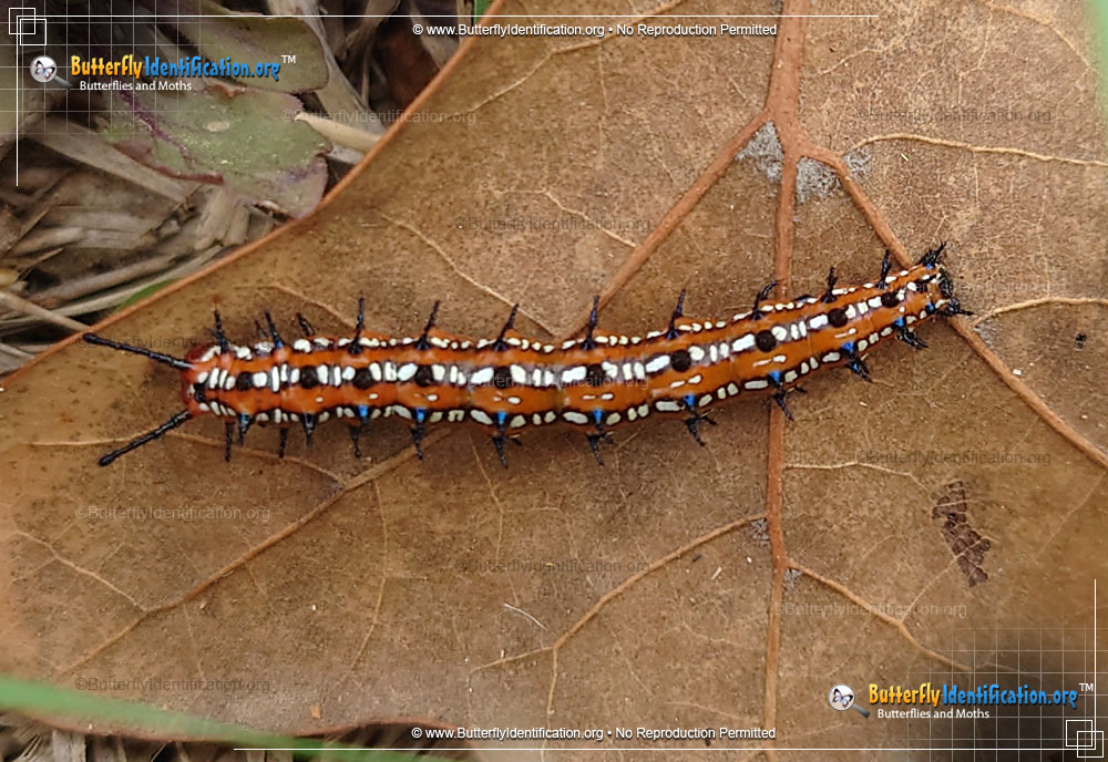 Full-sized caterpillar image of the Variegated Fritillary Butterfly