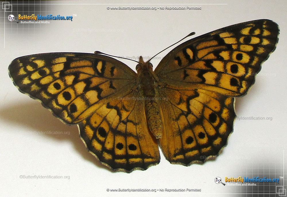 Full-sized image #3 of the Variegated Fritillary Butterfly