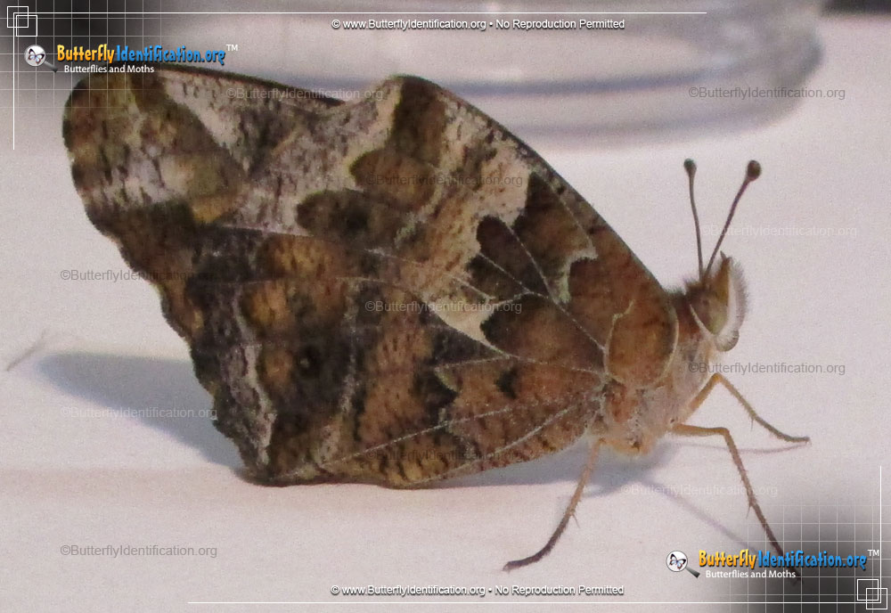 Full-sized image #5 of the Variegated Fritillary Butterfly