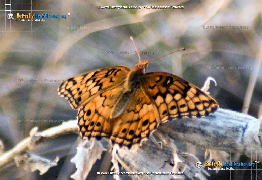 Full-sized image #4 of the Variegated Fritillary Butterfly