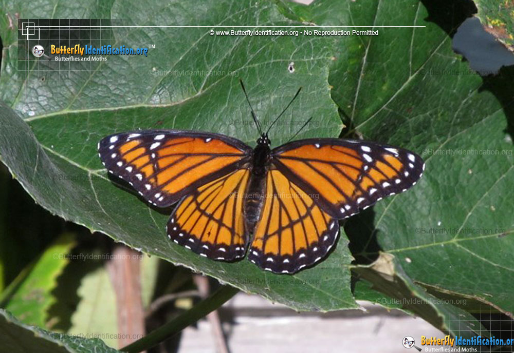 Full-sized image #1 of the Viceroy