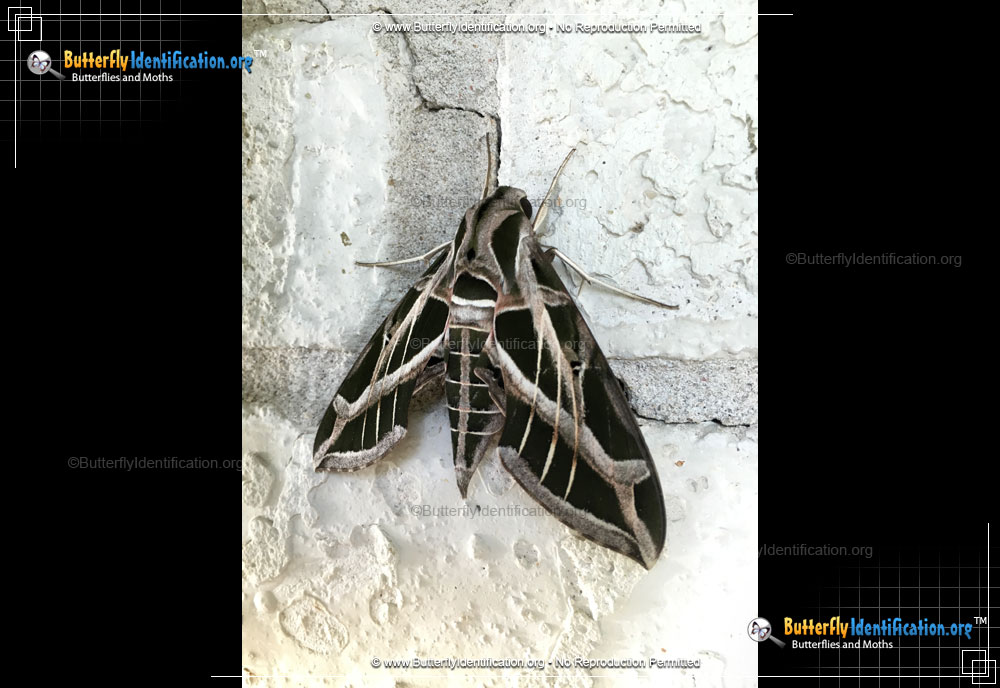 Full-sized image #2 of the Vine Sphinx Moth