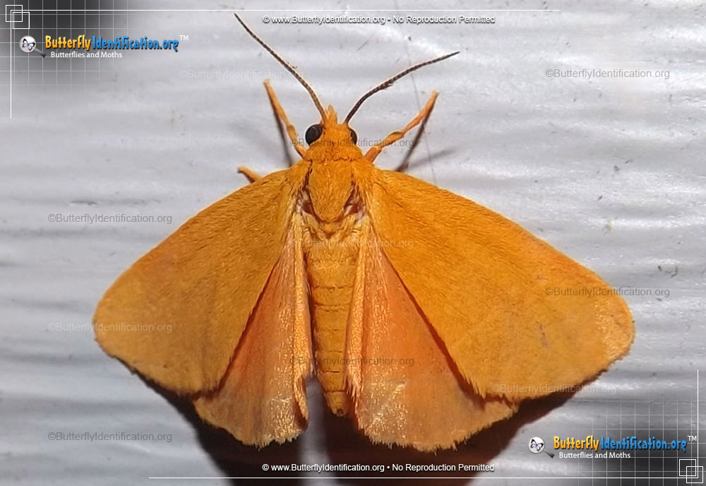 Full-sized image #1 of the Virbia Moth