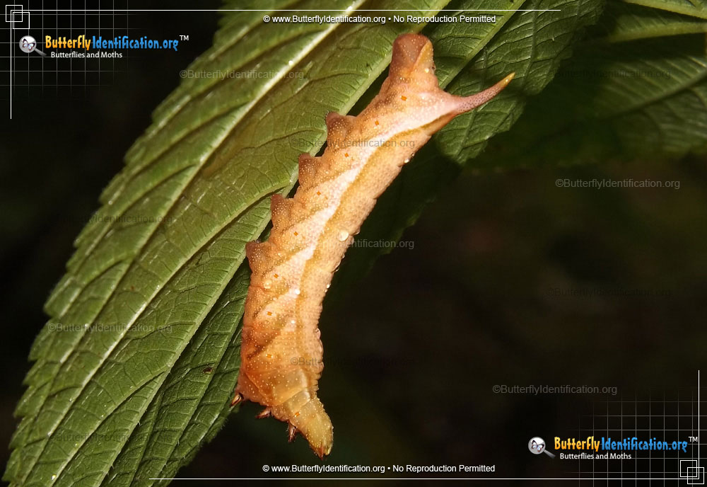 Full-sized caterpillar image of the Virginia Creeper Sphinx Moth