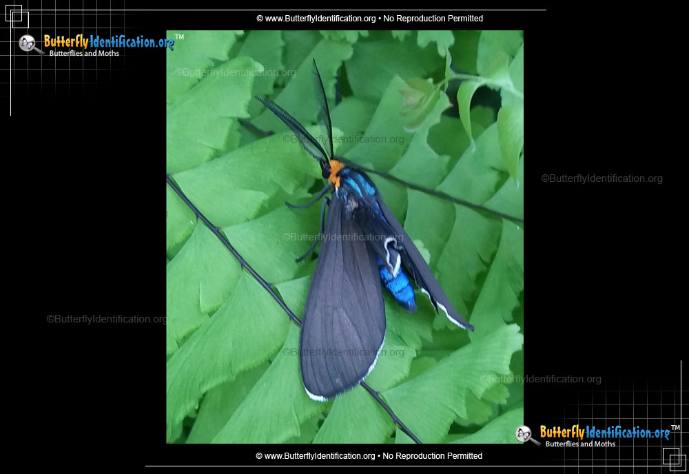 Full-sized image #4 of the Virginia Ctenucha Moth
