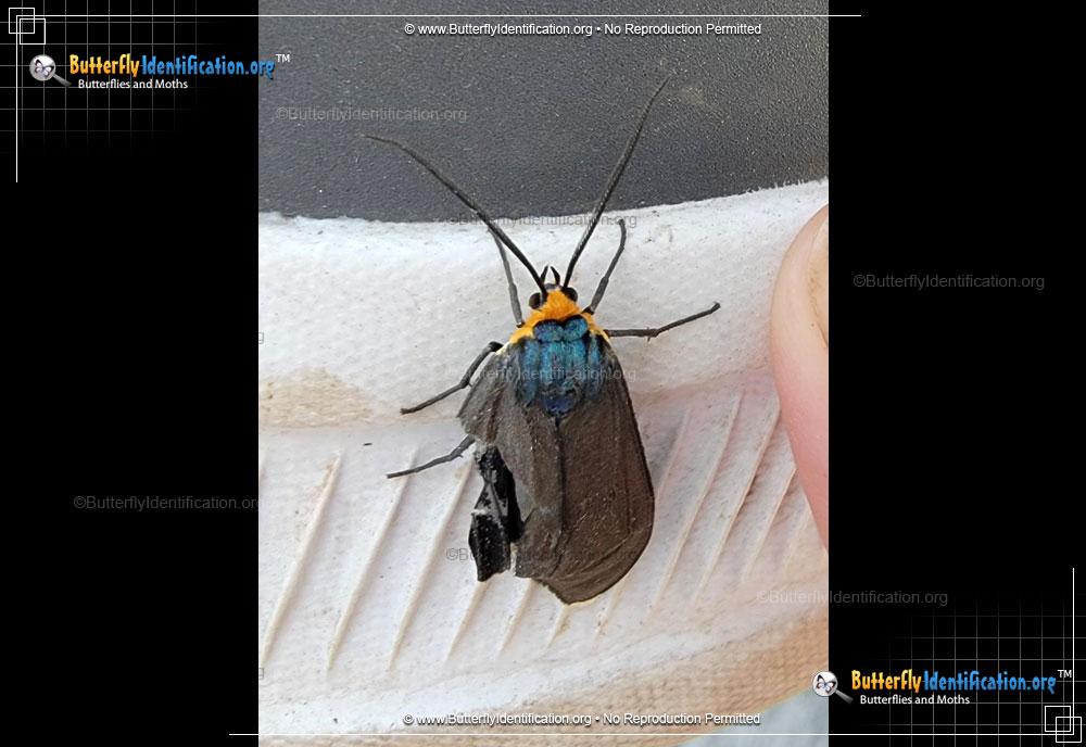 Full-sized image #2 of the Virginia Ctenucha Moth