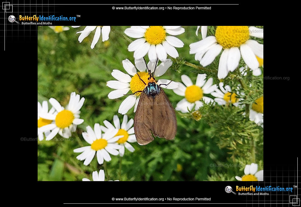 Full-sized image #1 of the Virginia Ctenucha Moth