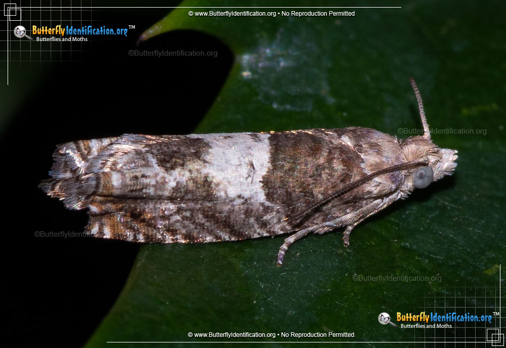 Full-sized image #1 of the Walker's Epinotia Moth