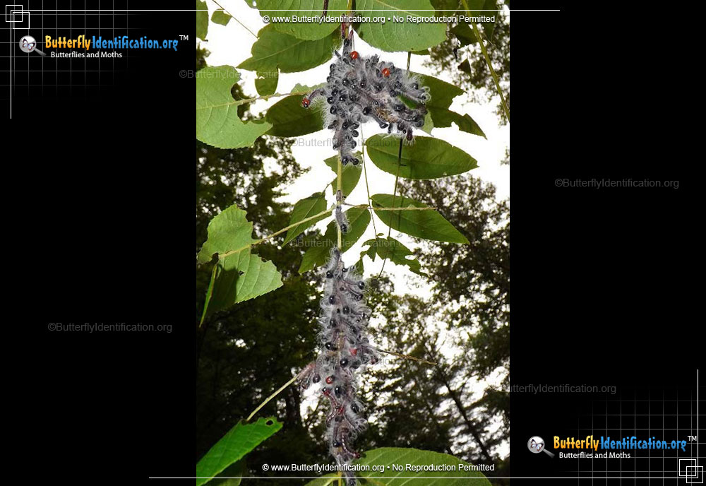 Full-sized image #2 of the Walnut Caterpillar Moth